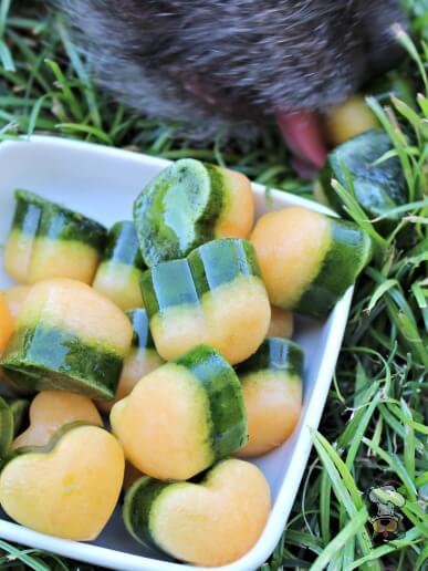 Vegan Frozen Spinach Cantaloupe Treat | The Green Loot #vegan #dogfood