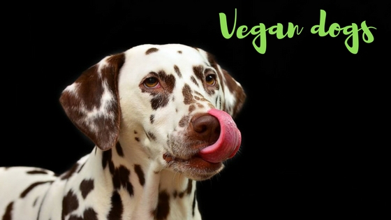 Read about the best vegan dog food brands and homemade recipes to give and make for your furry best friend. If done properly, dogs thrive on a plant-based diet, after all! | The Green Loot #vegan #dogfood