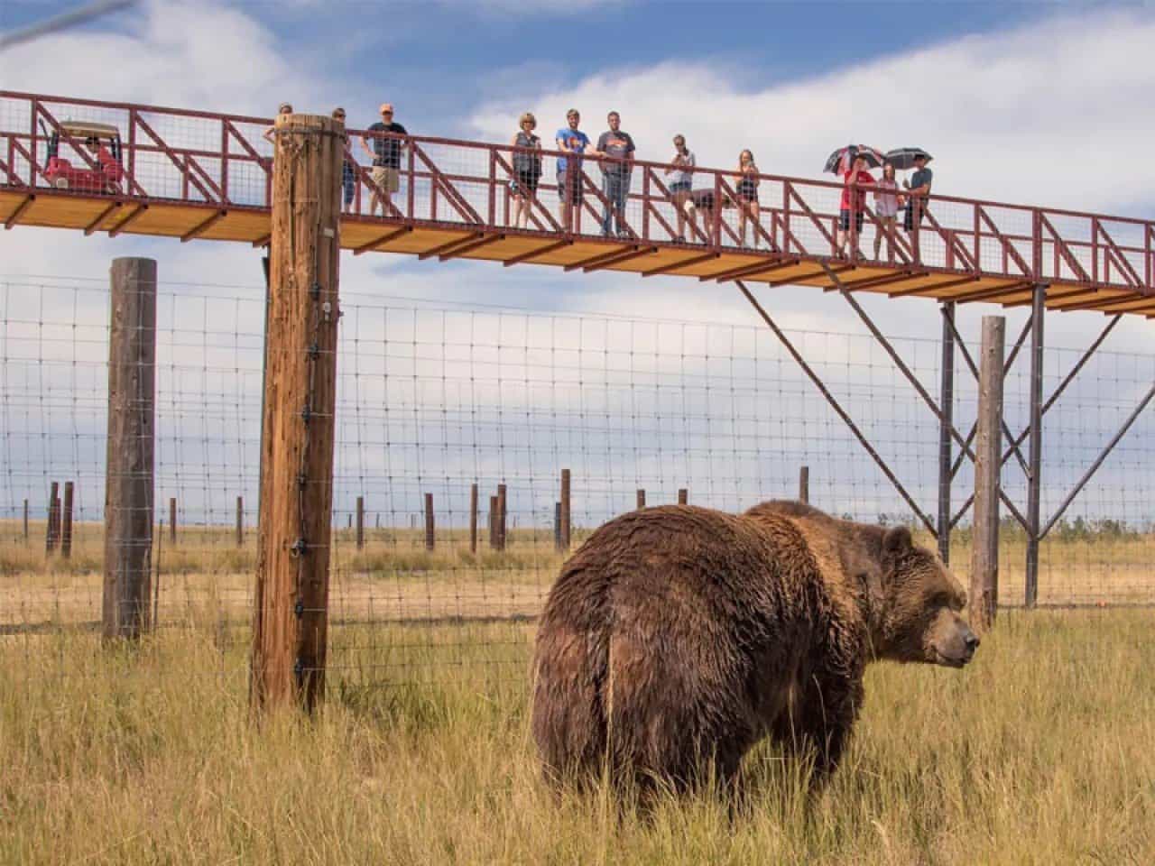 Tourist watching grizzly bear from tall bridge at The Wildlife Sanctuary in Colorado